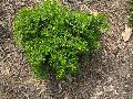 Grace Hendrick Phillips Boxwood, Littleleaf Boxwood